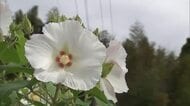 寺の境内や参道に約400本のフヨウの花が咲き誇る「花寺にしたいという夢があった」大分県杵築市