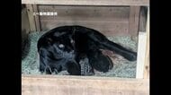 砥部・とべ動物園でジャガー“双子”誕生　スクスク成長中　母親は高齢出産　面倒見よく子育て【愛媛】