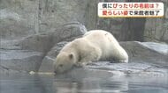 ホッキョクグマの赤ちゃん、一般公開始まる　名前の投票は19日まで　独自調査トップは「モモ太」　秋田