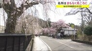 サクラの名所もまもなく見ごろ 秋田・仙北市