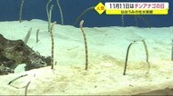11月11日はチンアナゴの日 仙台うみの杜水族館〈宮城〉