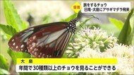 日南市・大島にチョウ アサギマダラが飛来 宮崎県