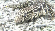 ペット飼育のトカゲ2匹が“逃走” 体長約1mの大型トカゲ1匹はどこへ…警察が捜索中【岡山・岡山市】