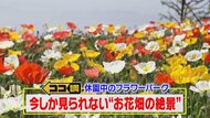 今しか見られない奇跡の絶景…ネモフィラ・ポピー・藤が満開 休園中のフラワーパークで特別撮影