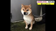 看板犬は“元保護犬”　傷ついた柴犬が笑顔を取り戻すまでの5年間【福井発】