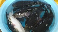漁獲量は3年で約30倍!? 福島県で高級魚「トラフグ」の水揚げが激増…県と漁協に想定される理由を聞いた