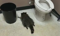 “泥酔アライグマ”が酒店のトイレで爆睡　“人間くさい行動”が世界的話題に…グッズも爆売れで売り上げ“4000”万円　アメリカ