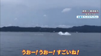 海に異変 東京湾で 海のギャング シャチ目撃