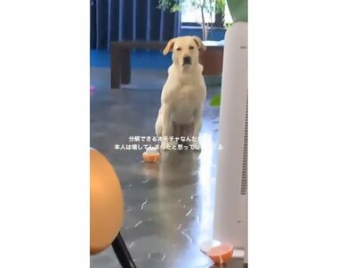 おもちゃを壊したと勘違い“しょげる犬”が愛おしい…反省してるの? 飼い主に聞いてみた