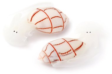 海の“ゆるキャラ”「ベニシボリ」がかわいい…どこで会えるのか専門家に聞いた