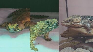 防犯カメラに「高額トカゲ」盗難の一部始終 爬虫類メイドカフェから総額320万円【福岡発】