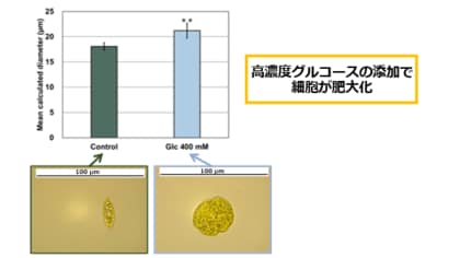 エタノールがユーグレナにおけるグルコースストレスを緩和することを解明