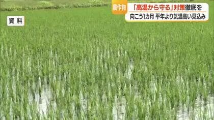 間断かん水など高温から農作物守る対策の徹底を　今後1カ月気温高く出穂期やや早まる見込み　山形