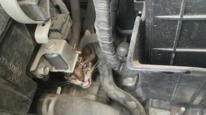 雨が苦手…梅雨時のJAFを困らすネコトラブル  「乗車前にボンネットを軽くコンコンと叩いて」【福岡発】