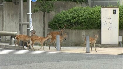 奈良公園のシカが住宅街にあふれ出す　道路を歩き回り家庭菜園で食害も　8月末～9月にはオスが攻撃してくる可能性