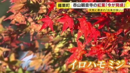 イロハモミジの美しいグラデーション　見ごろの紅葉とバラの共演も　7日は立冬　篠栗町の呑山観音寺　福岡