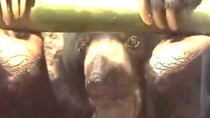 円山動物園“マレーグマ”2頭一般公開「仕草が人間みたいで愛らしい」台湾の動物園から寄贈―2年半ぶりの飼育「新しい血筋つなぐ」繁殖に期待〈北海道〉