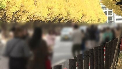 「パリでは普通です」紅葉スポットが“無法地帯化”　車道の真ん中で「撮影会」観光客の迷惑行為相次ぐ…クラクション無視も　東京・明治神宮イチョウ並木