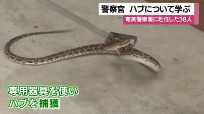 ハブ対策研修  奄美赴任の警察官38人が“生きたハブ”で捕獲訓練