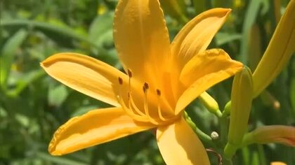 スキーゲレンデが初夏は花のじゅうたんに…鏡野町のスキー場に約１万８０００株のニッコウキスゲ【岡山】