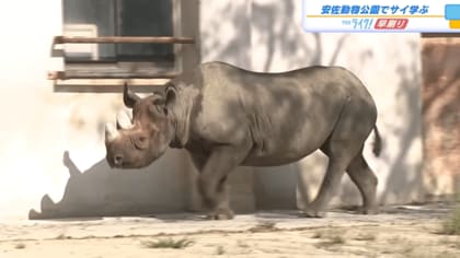 【絶滅の危機】サイについて学ぶイベント　開園前から長い列　広島市安佐動物公園　【広島発】
