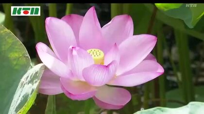  大輪のピンクの花が涼やか　五島・福江城の内堀でハスの花が見ごろ