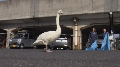 “迷子のハクチョウ”大捕り物　道路に立ち尽くし一時騒然も無事保護（島根・松江市）　