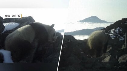 なぜ？極寒の標高4000メートルにジャイアントパンダ出現　通常は1500～3500メートルの山林で生息　生態研究に活用へ