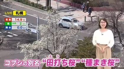 【北海道の天気 16日(木)】北海道まるごと晴れ予報！札幌や函館でサクラ開花発表もうすぐ…今春の花見計画はお早めに