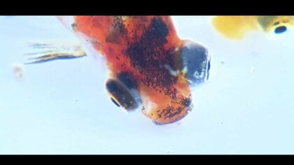 田んぼで高級金魚を養殖　まだ売上げ見込み300万円も…「来年は出荷量２倍目指す」【島根発】