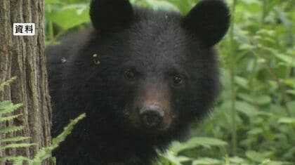 クマに襲われる　78歳女性ドクターヘリで搬送　テントで休んでいると…覆いかぶさってきた　北アルプスで出没相次ぐ