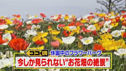今しか見られない奇跡の絶景…ネモフィラ・ポピー・藤が満開　休園中のフラワーパークで特別撮影