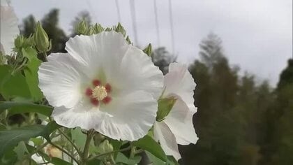 寺の境内や参道に約400本のフヨウの花が咲き誇る「花寺にしたいという夢があった」大分県杵築市