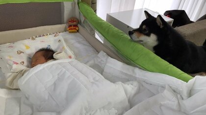 「見事な4コマ」赤ちゃんを見守る柴犬に漫画のような悲劇…“兄妹”の仲を聞いてみた