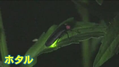 「あ、ホタルいる」川面を彩る幻想的な光　三次市でホタル観賞イベント　広島
