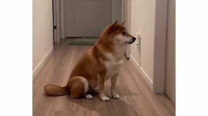 「今日も…長か…」大好きな“姉”をお風呂場前で待ち続ける柴犬が“忠犬”…出てきたらどうなる？動画の続きを聞いた