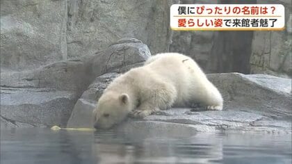 ホッキョクグマの赤ちゃん、一般公開始まる　名前の投票は19日まで　独自調査トップは「モモ太」　秋田