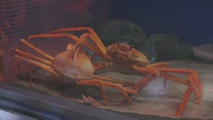 竜宮城のよう」と話題！ 魚津水族館が外壁を一新、鮮やかな“さくら色