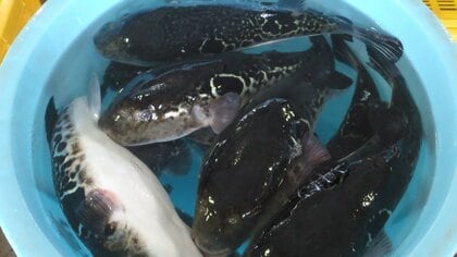 漁獲量は3年で約30倍!? 福島県で高級魚「トラフグ」の水揚げが激増…県と漁協に想定される理由を聞いた｜FNNプライムオンライン