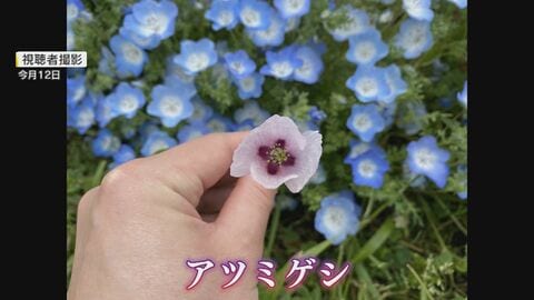 100万本の“赤ちゃんの青い瞳”ネモフィラに紛れた“違法な植物” 2025年に続き麻薬成分を含むケシを確認 【福岡】