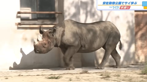 【絶滅の危機】サイについて学ぶイベント　開園前から長い列　広島市安佐動物公園　【広島発】