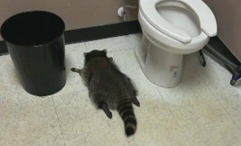 “泥酔アライグマ”が酒店のトイレで爆睡　“人間くさい行動”が世界的話題に…グッズも爆売れで売り上げ“4000”万円　アメリカ