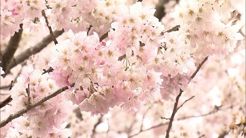 3連休、“次世代桜”「春めき」が早くも満開　神奈川・南足柄市　一方、上野公園では乾杯を前に雨も