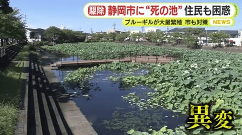 「生き物がいなくなり“死の池”のよう」 池に外来種が大量繁殖「釣ってもほぼ100％外来種」フナ・コイ・エビも姿を消す　駆除のための釣りは“入れ食い状態”　「回収いけす」登場で駆除加速