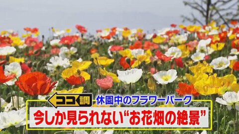今しか見られない奇跡の絶景…ネモフィラ・ポピー・藤が満開 休園中のフラワーパークで特別撮影