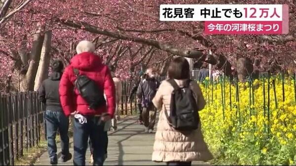 静岡 河津桜 まつり 中止も１２万人の花見客