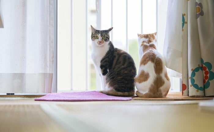 (画像はイメージ)