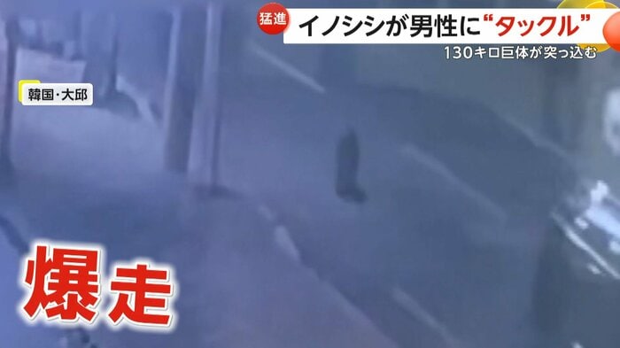 車とぶつかりそうになりながらも爆走するイノシシ