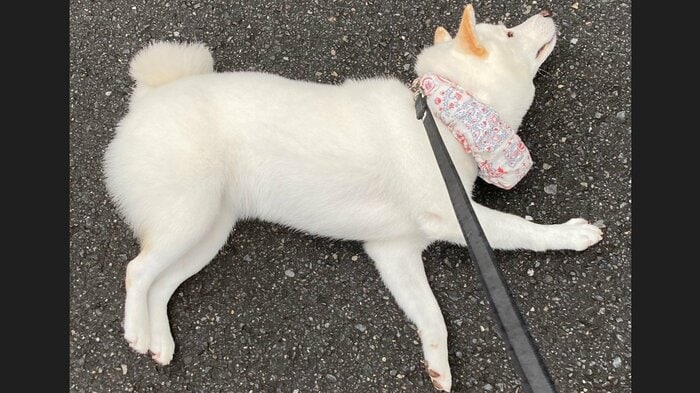 以前も散歩拒否で話題となった