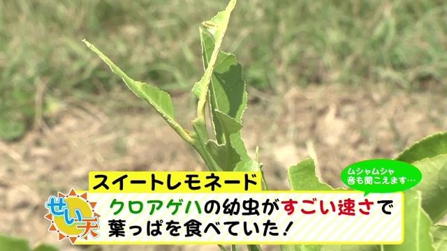 食べられてしまったスイートレモネード葉